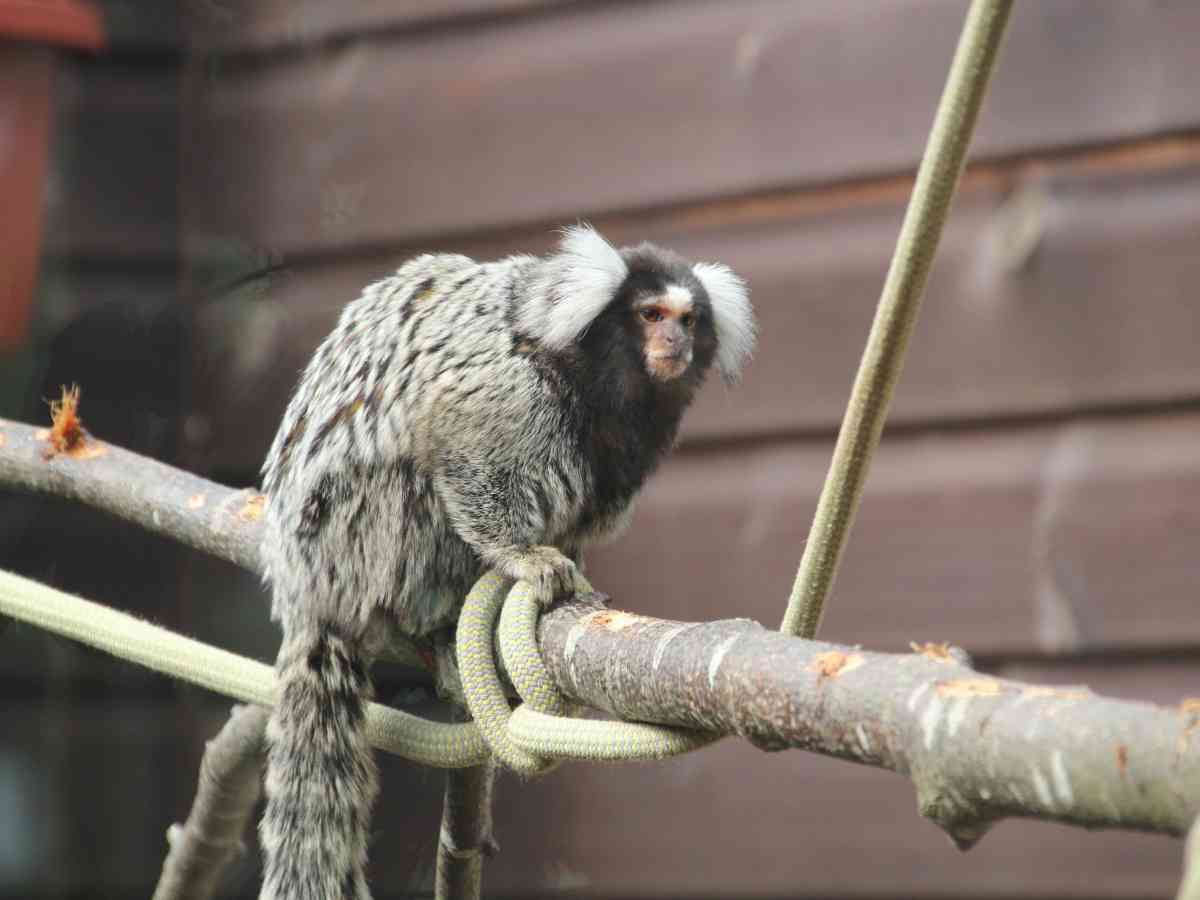 Monkey Haven picture gallery